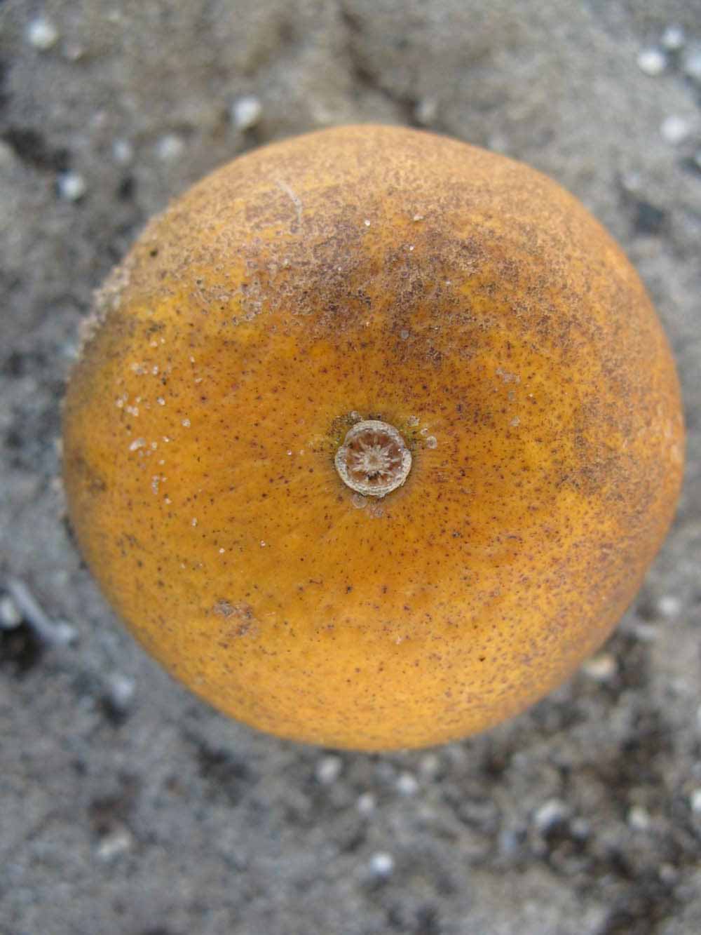            Fruit (Winter Haven, FL)   